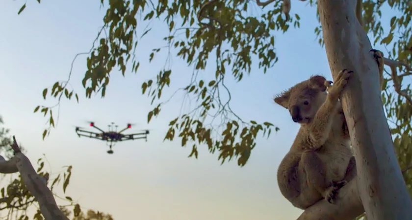 Wildlife Monitoring